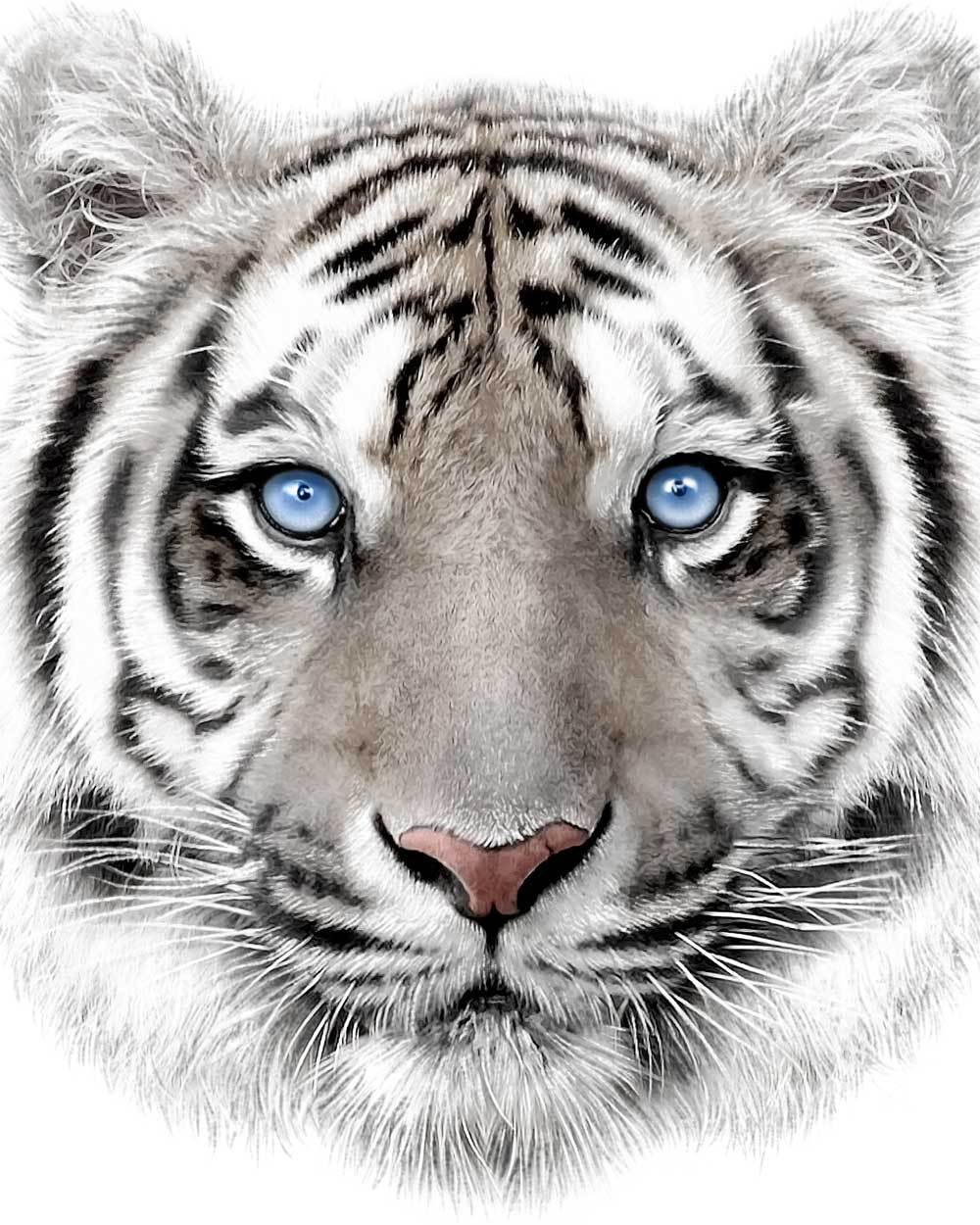 Mikroflanelová dětská deka Bílý tygr 120x150 cm - zobrazit detaily